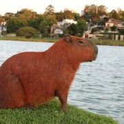 Gorbi